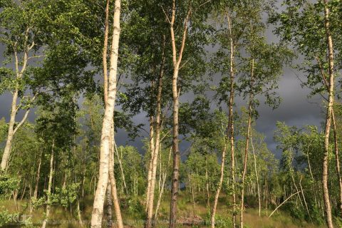 naturfoto